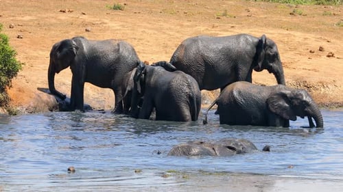African Elephants Playing In A Muddy Waterhole