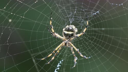 Wet Garden Spider After Rain Storm