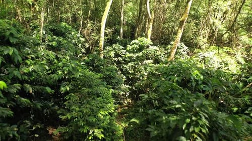 Jungle Drone