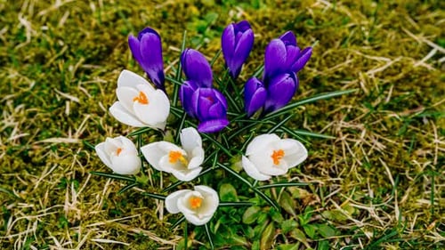 White and purple crocus flower timelapse close up. Nature awakens with blooming flowers in early spr