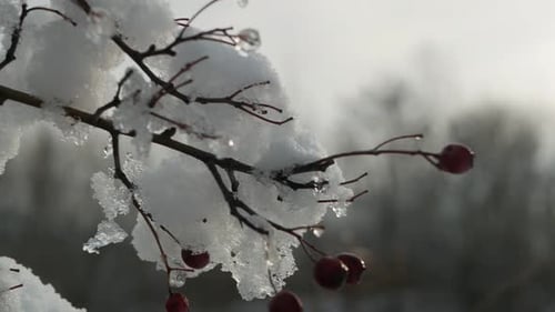 Neige sur branches nues, journée d'hiver, plan de suivi