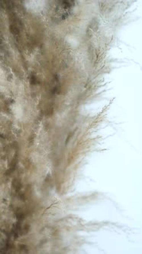 Pampas grass swaying by wind. Close-up fluffy branches. Neutral background with copy space.