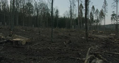 A cleared and destroyed forest area.