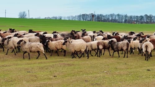 Flauschige Schafe mit schwarzer Schnauze laufen und schauen in die Kamera. Grünes Feld und kahle Bäume im Hintergrund.