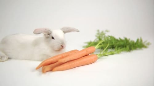 Cute White Rabbit with Carrots on White Background