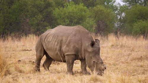 ein weibliches weißes Nashorn geht langsam und frisst das Gras der Savanne in Südafrika. Nahaufnahme