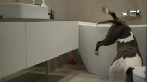 Dog Trying to Get into Bathtub in Bathroom