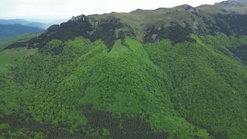 À propos de Green Forest 4k