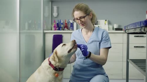 Veterinarian With Yellow Labrador in Medical Office