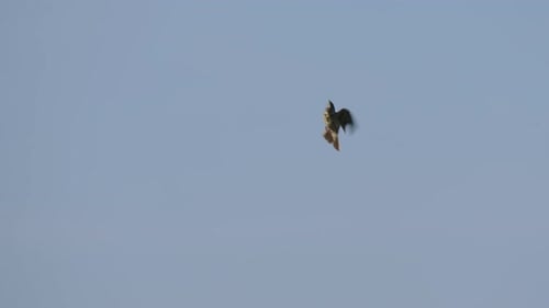 Common kestrel bird flying against blue sky, hunting preys, tracking shot