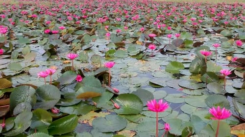 Water lily pond river sea,Water lily blooming,Beautiful aerial shot,group,Blossom ,field,red