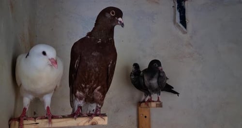 Pigeons Standing on Wooden Supports Indoors