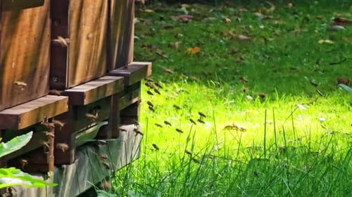 Beehive Bustling with Activity in a Lush Garden