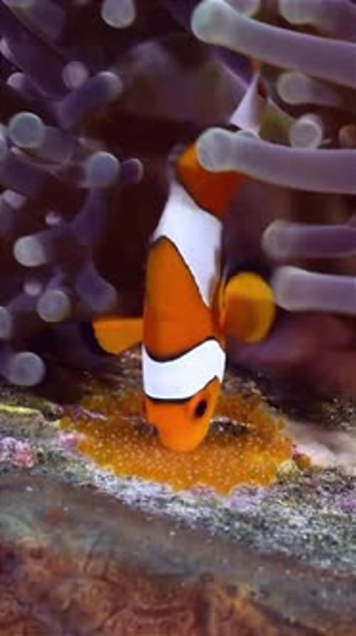 Clownfish Guarding Eggs in Anemone in Ocean