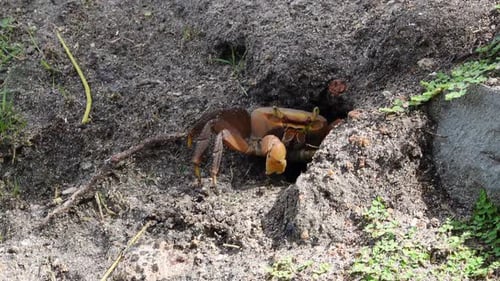 A crab going into its hole along the side of a creek.