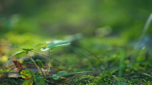 CloseUp of Sunlit Green Plants in Serene Forest