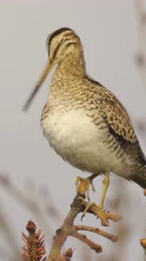 Vue verticale de la bécassine de Latham, de la faune dans la forêt profonde