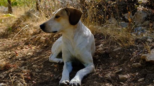 Hund in Zeitlupe