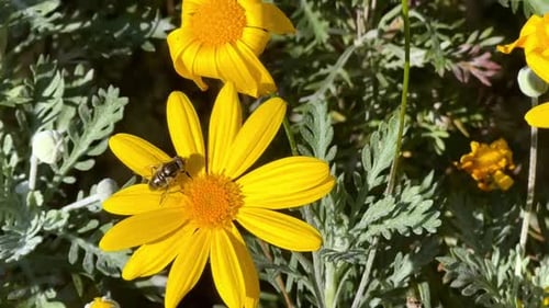 Bee Collecting Pollen on Bright Yellow Flower