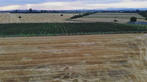 Aerial View of Farmland and Orchard