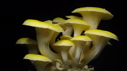 Bright Yellow Oyster Mushrooms Growing Against Black Backdrop