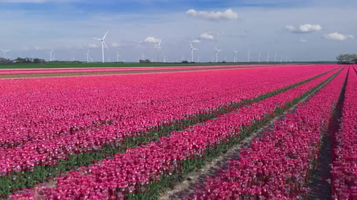 Aerial View: Pink Flower Bulb Fields with Tulips in the Netherlands