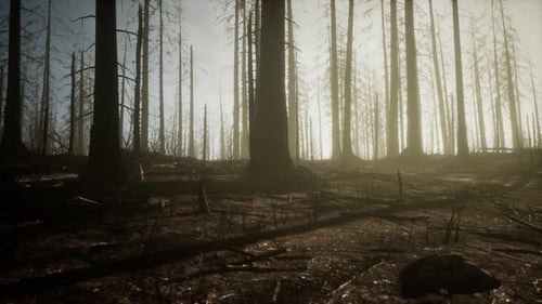 Smoke in Forest Caused By Deforestation