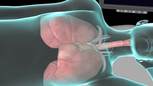 3D Animation of Human Lungs and Respiratory System Breathing