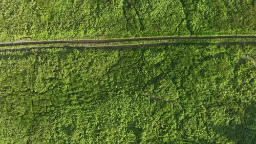Drone cinématographique filmé sur les prairies