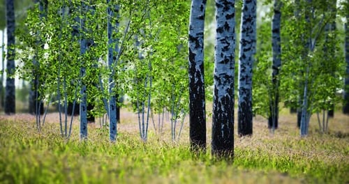 Birch Trees Stand Tall in a Lush Green Forest Under Bright Sunlight