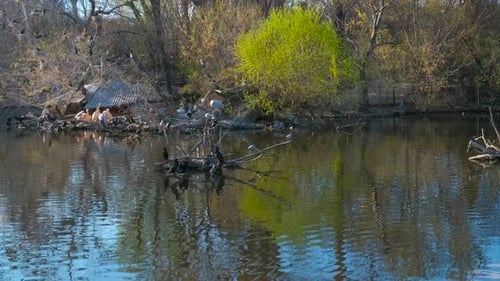 Birds Near the Pond in Spring