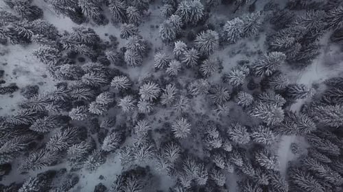 Aerial Winter Footage Flying Over Frozen Forest In Snowy Day