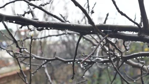 Rain Droplets on Tree Branches During a Cloudy Day in Spring