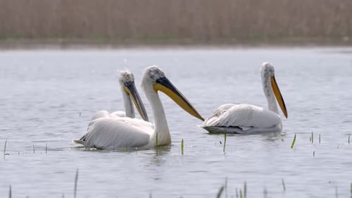 Dalmatian Pelicans Swimming