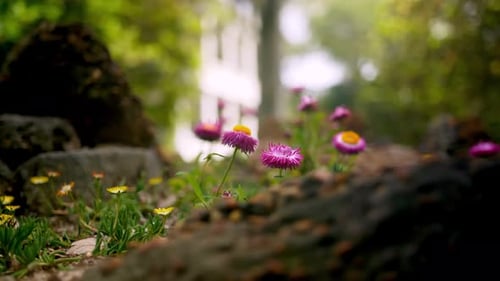 Beautiful pink and yellow flowers blossom in a sunny Louisiana garden