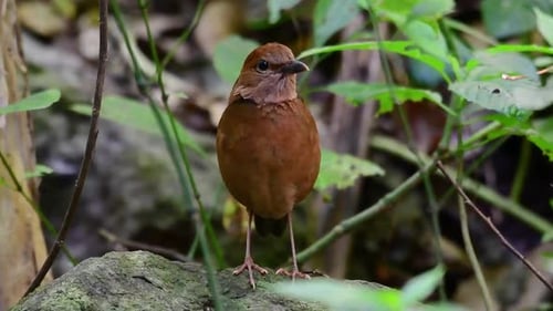 The Rusty-naped Pitta is a confiding bird found in high elevation mountain forests habitats, there a