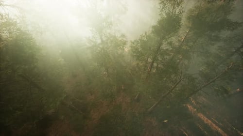 Drone rompendo a neblina para mostrar sequoias e pinheiros