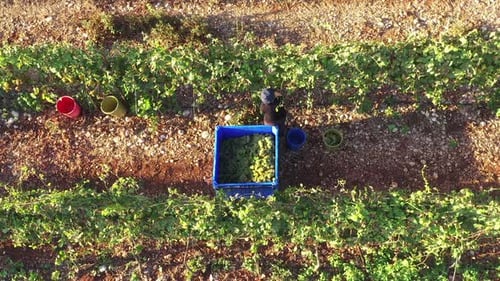 Vineyard worker hand picking ripe Grapes at sunrise, Aerial view.