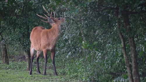 Marsh deer browses low tree branches in forest clearing