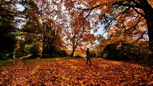 Profile view of woman in middle of a forest enjoying view of autumn season with ground covered with