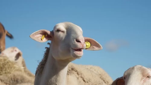 La brebis Lacaune, une laiterie française de race pure, régurgite et commence à mâcher du lait caillé.