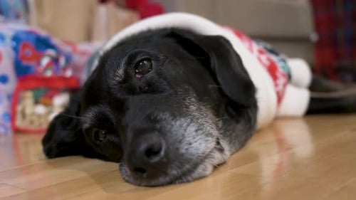 Adorable Dog Lying with Festive Christmas Sweater