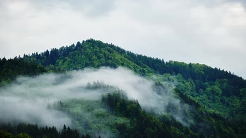 Dichter Nebel nach dem Sturm im Frühlingswald Natur Wilder Hintergrund