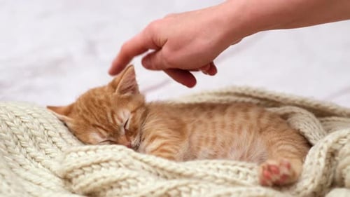 Cute Kitten Napping Peacefully on Knitted Blanket