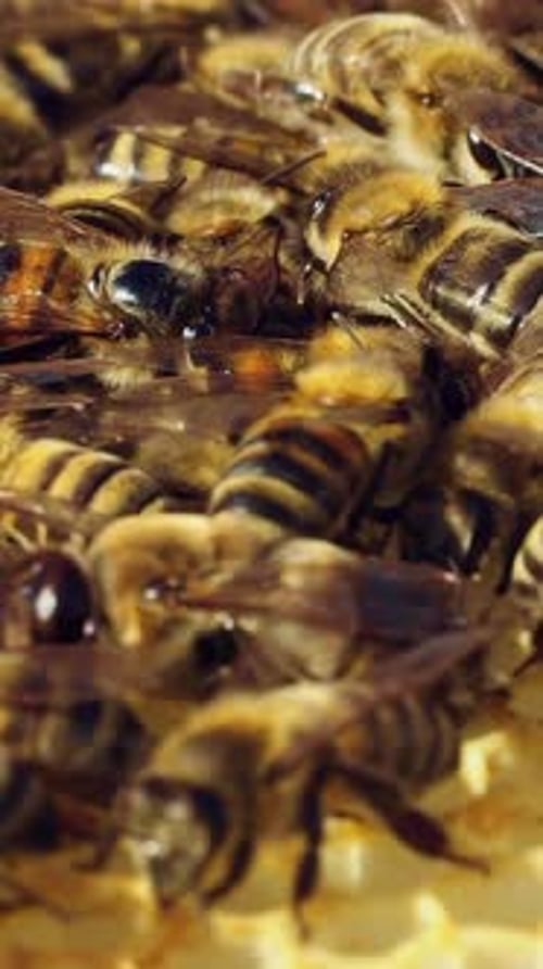 Close Up of Swarming Honey Bees
