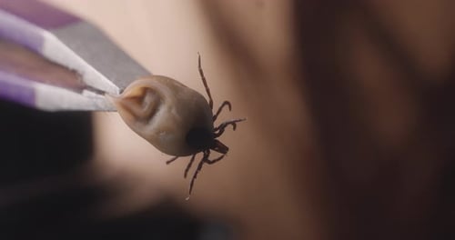 Engorged Tick Held With Tweezers Close Up