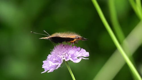 Mariposa colorida chupa néctar