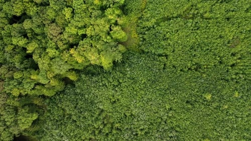 Fly over drone shot revealing in the middle of the trees in hungary summer.