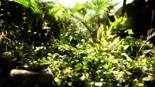 Lush Greenery Flourishes in a Vibrant Forest During a Sunlit Afternoon