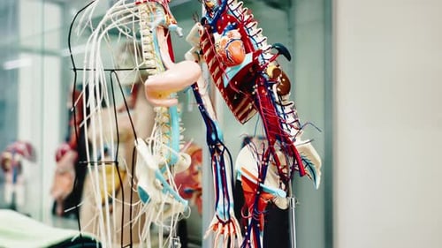 Medical, anatomy and model of skeleton with organs in class at university for learning